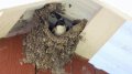 090629-2188 - Mehlschwalbe im Nest